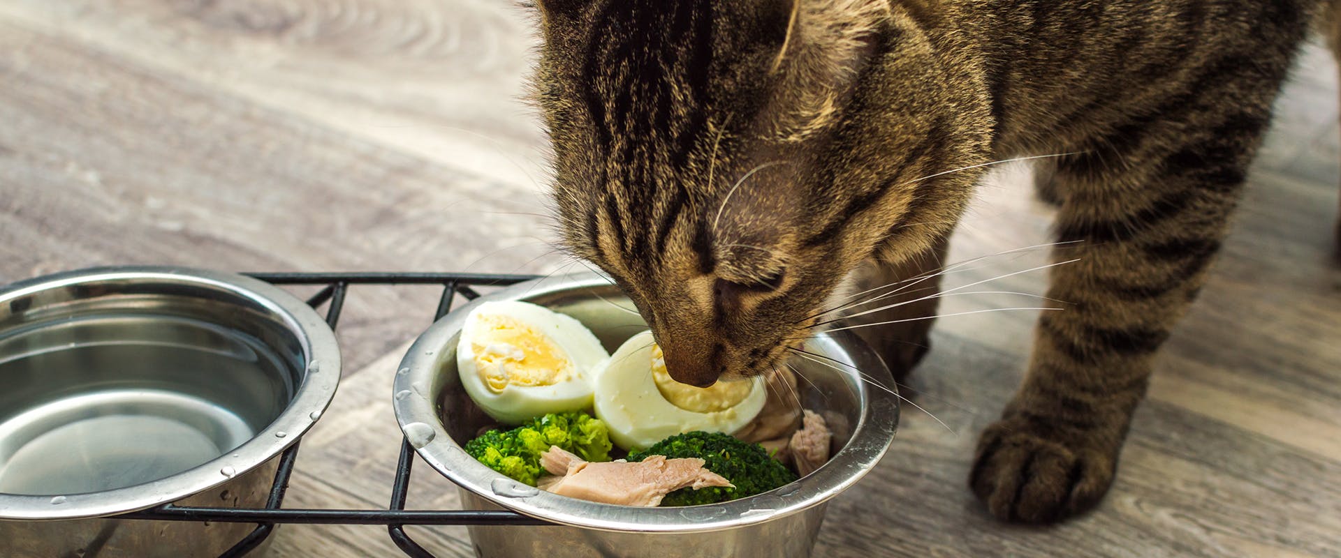 Can Cats Eat Eggs TrustedHousesitters